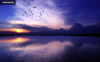 Мудрость и поучения: В Раю будут те люди, чьи сердца подобны сердцам птиц