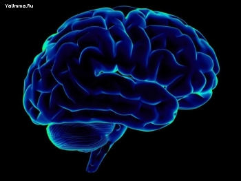 Психология и сознание: Ученые: ложь меняет вид мозга