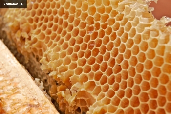 Природа и экология: Жизнь пчёл, устроенная по Корану